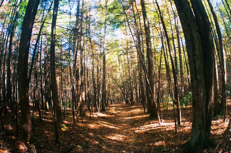 Great Smoky Mountains in the Fall 2.jpg